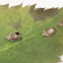 parasitair wespje op bladluis