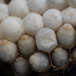 raat met larven en poppen detail