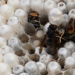 net niet ontpopte werkster en eileg in oude cellen