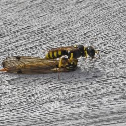 Crossocerus vagabundus vrouw met prooi