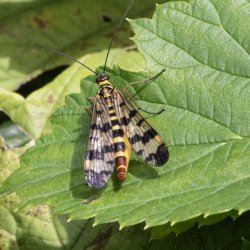 weideschorpioenvlieg