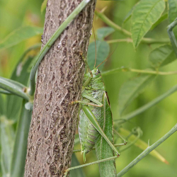 grote groene sabelsprinkhaan