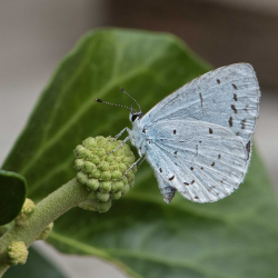 boomblauwtje eileg