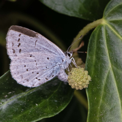 boomblauwtje eileg