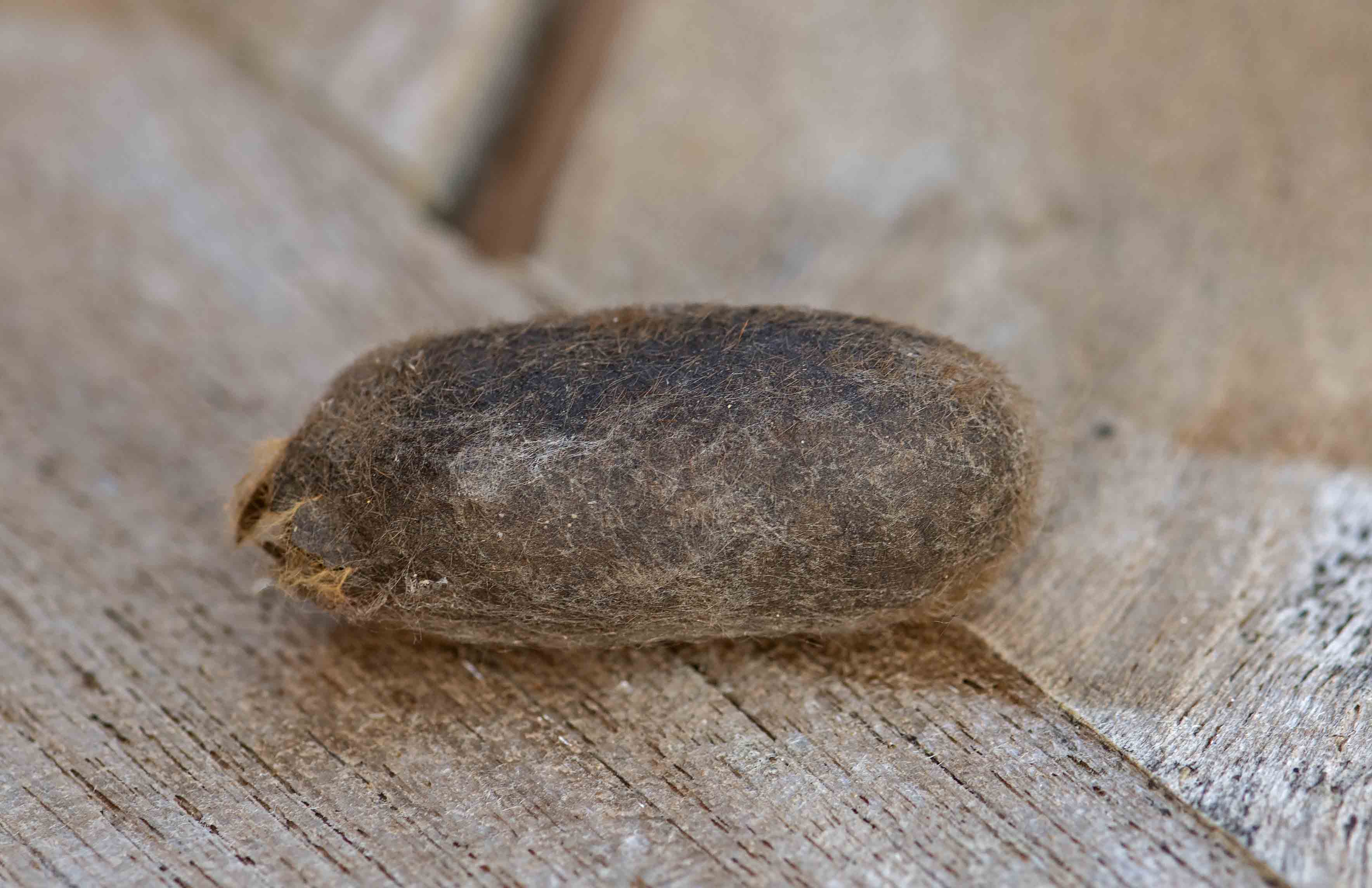 cocon hageheld