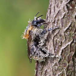 hommel met stuifmeel