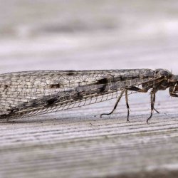 gevlekte mierenleeuw