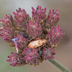 geblokte glasvleugelwants nimf