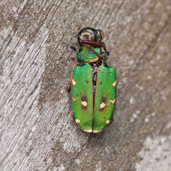 groene zandloopkever