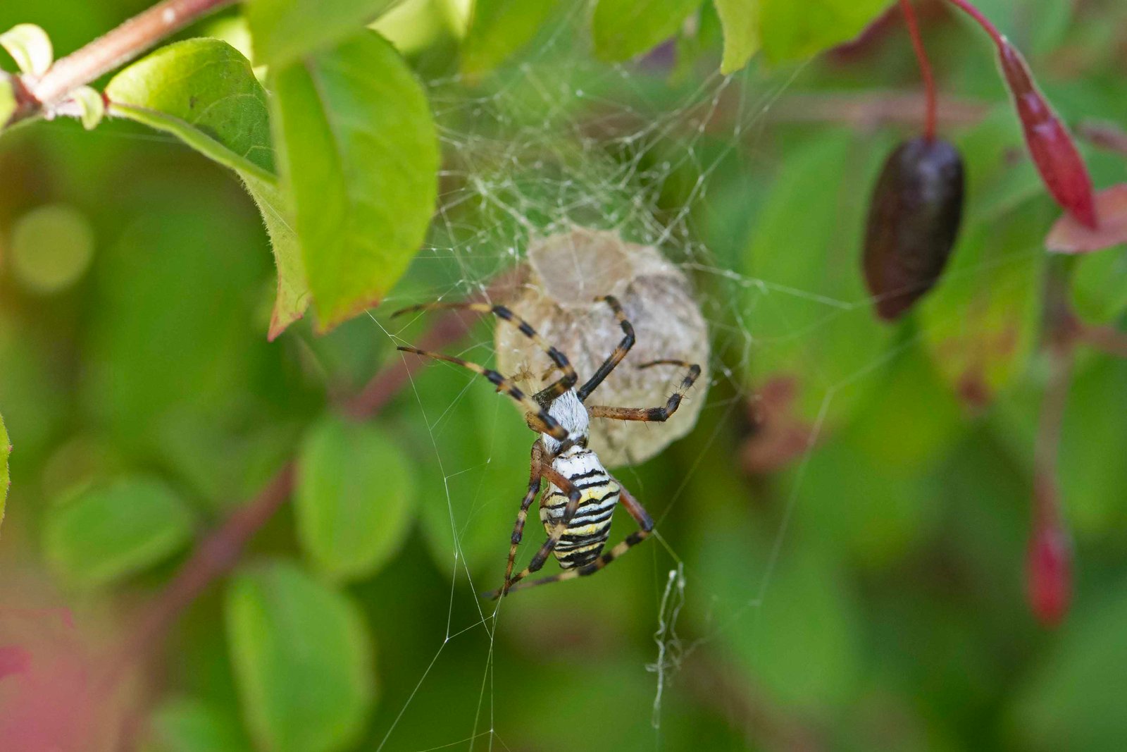 wespenspin met cocon