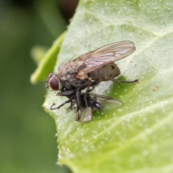 vlieg met prooi coenosia tigrina