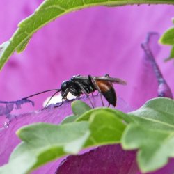 spinnendoder onbekend