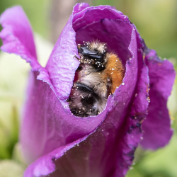 hommel in bloem