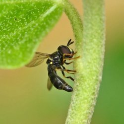 zilveren krieltje vrouw