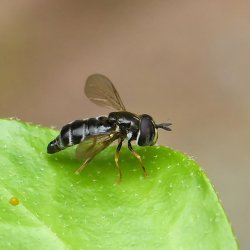 zilveren krieltje vrouw