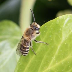 klimopbij