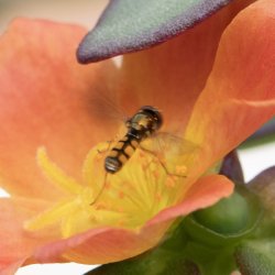 gewone driehoekszweefvlieg