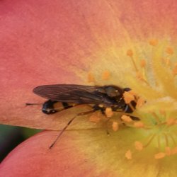 gewone driehoekszweefvlieg