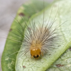 rups gele tijger
