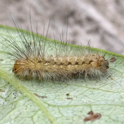 rups gele tijger